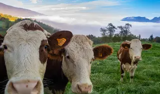 Boi gordo hoje: confira as cotações para esta segunda-feira (29)