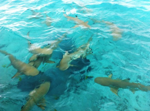 Estive Lá – Tahiti: destino preferido dos brasileiros para lua de mel, mas… por que só em lua de mel?